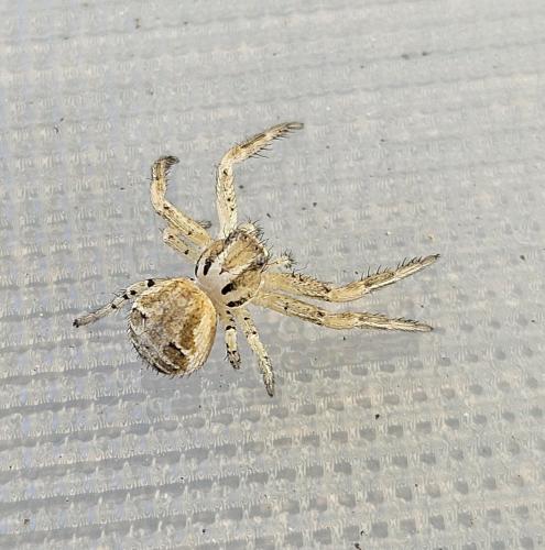 Xysticus sp.
